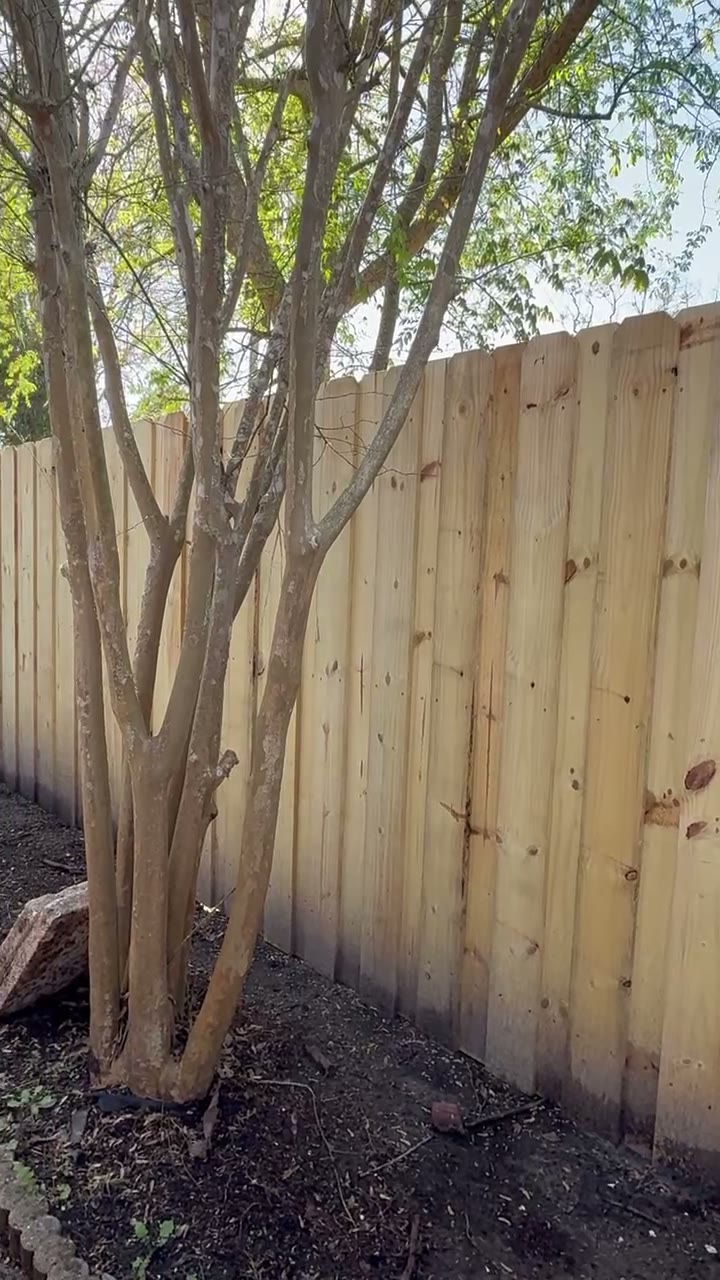 Freshly built board on board privacy fence corner beside an ornamental tree