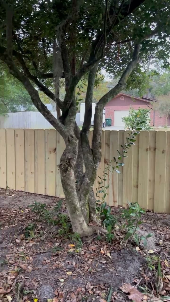 Shadowbox fence with a scalloped top line weaving around a mature tree